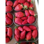 Les barquettes de fraise proposées par l’Épicerie Bio Ghisonaccia